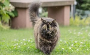 races à poils longs - chat British Longhair