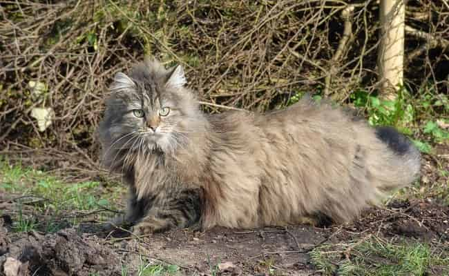 races à poils longs - chat Norvégien