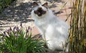 races à poils longs - chat Sacré de Birmanie (Birman)