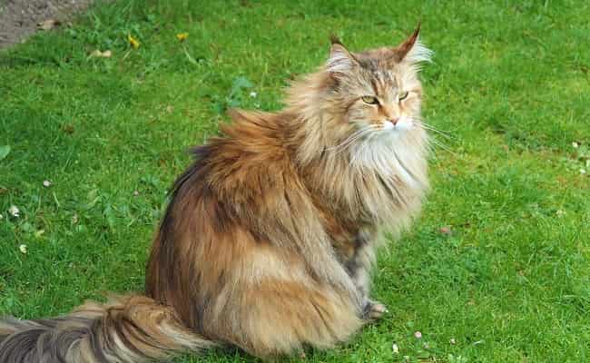 races à poils longs - chat Sibérien