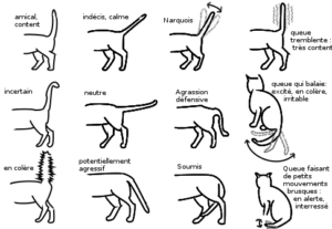 Langage corporel - Schéma des mouvements de la queue du chat