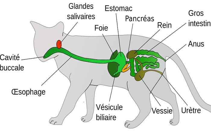 anatomie - Appareil digestif chat
