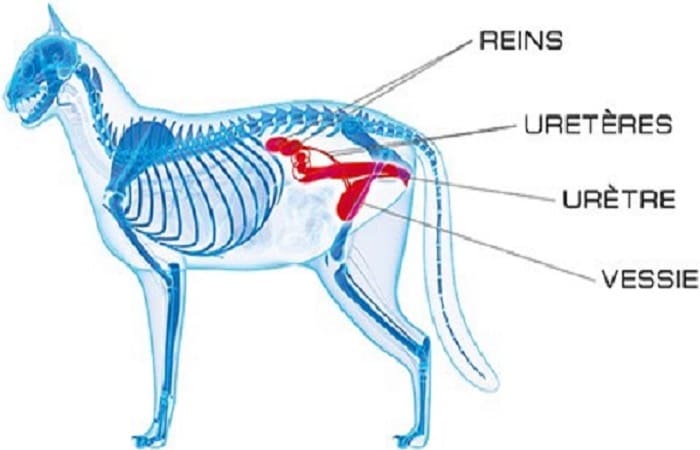 anatomie - système urinaire du chat