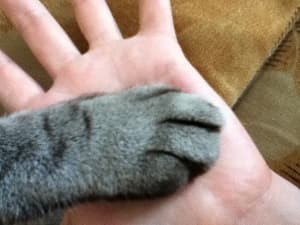 sens et réflexe - Le toucher du chat