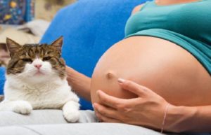 toxoplasmose du chat chez la femme enceinte