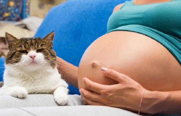 La toxoplasmose chez la femme enceinte