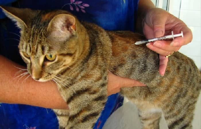 vaccins Typhus, Rage, Leucémie, Chlamydiose et Choléra du chat