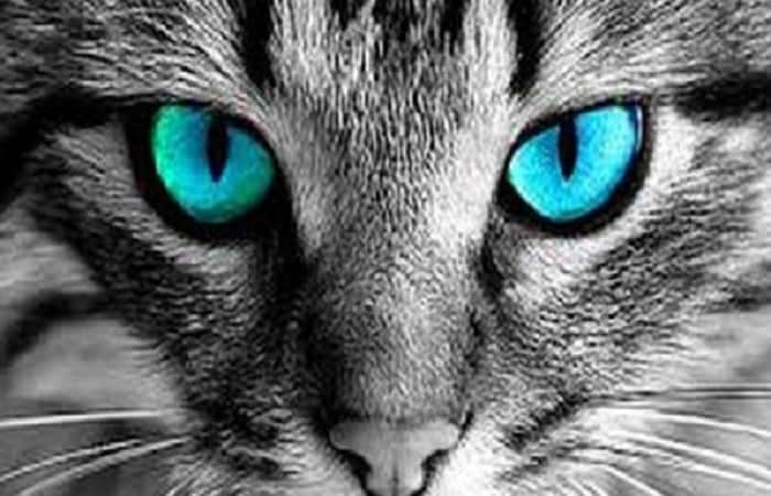 les yeux du chat