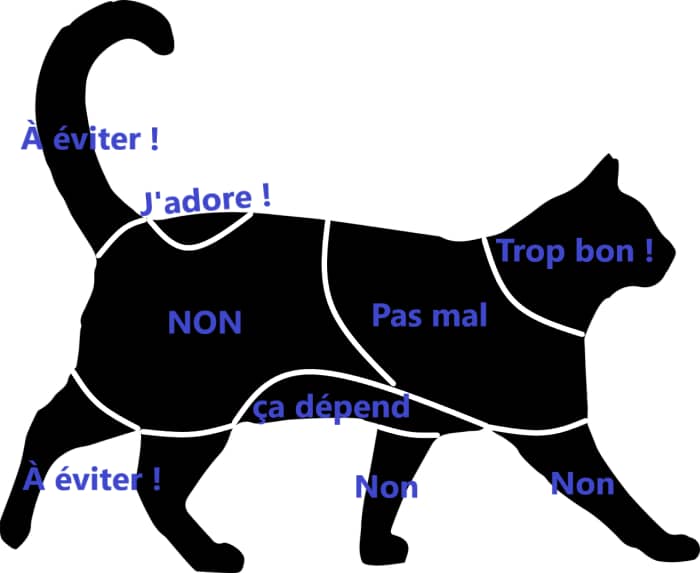 Différentes Zones de caresse à privilégier ou à éviter sur le corps du chat