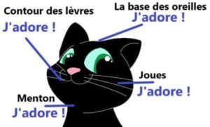 Le chat aime être caressé au niveau de la tête (menton, joues, bases des oreilles et le contour des lèvres)