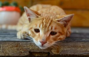 anorexie du chat