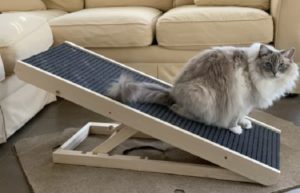 arthrite du chat - utilisation d'une rampe