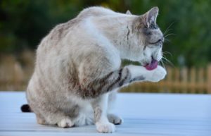 la toilette du chat