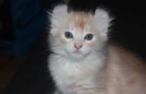 chaton de race American curl