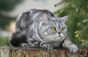 chat British Shorthair