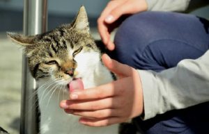 le chat lèche notre main