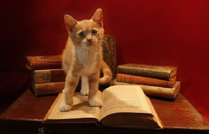 Librairie avec des chats