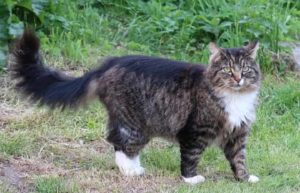 race de chat norvegien