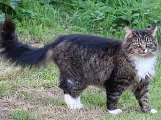 chat Manx