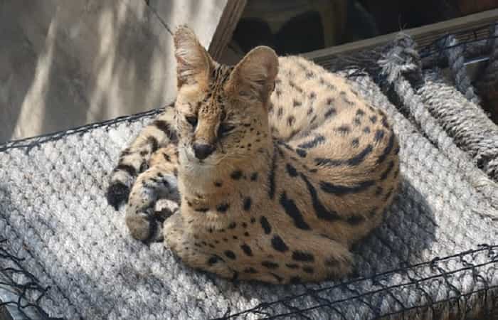 chat Savannah race chat Savannah