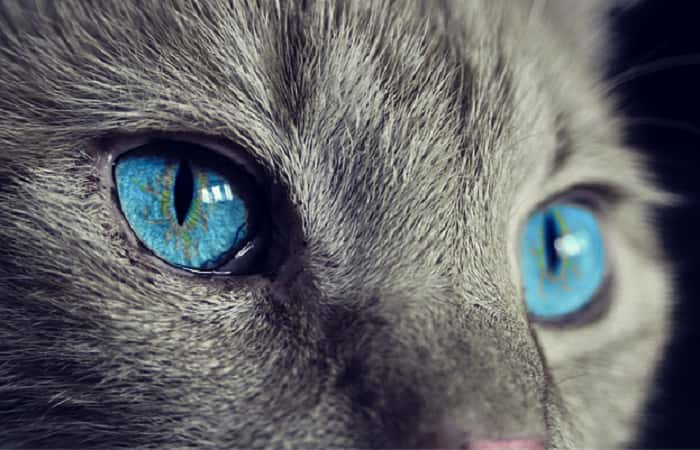 pupilles du chat