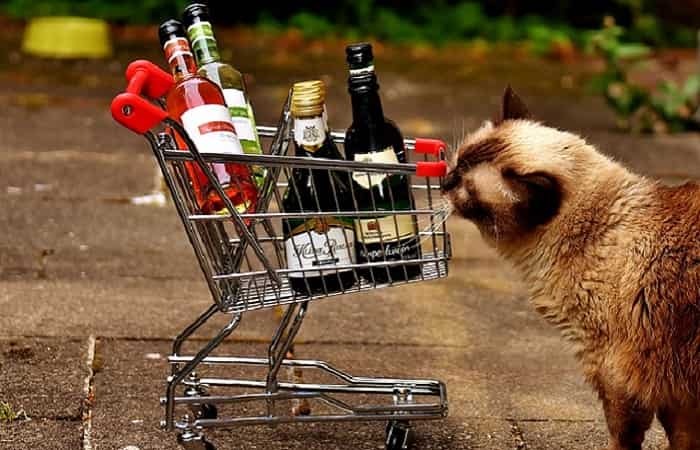 Vin pour chat Vin pour chat