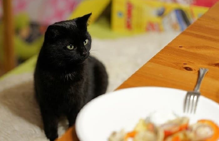 aliments toxiques pour le chat