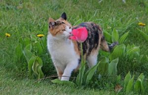 le chat déteste certaines odeurs