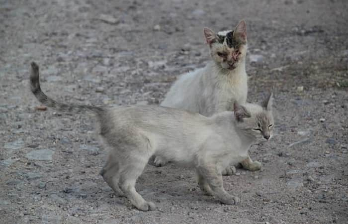 Le FIV du Chat - SIDA du chat