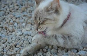 langue du chat - toilette