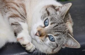 chaleurs de la chatte