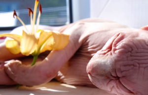 peau du chat - race Sphynx