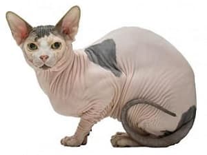 chat Sphynx