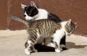 propreté du chaton
