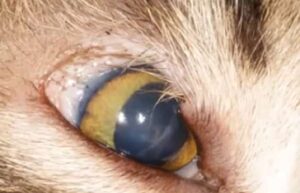 Colobome de la paupière (ou agénésie palpébrale du chat)