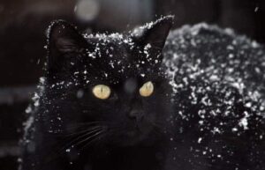 chat sous la neige