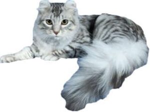 chat American Curl