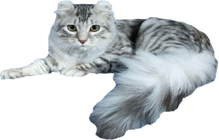 chat de race American Curl