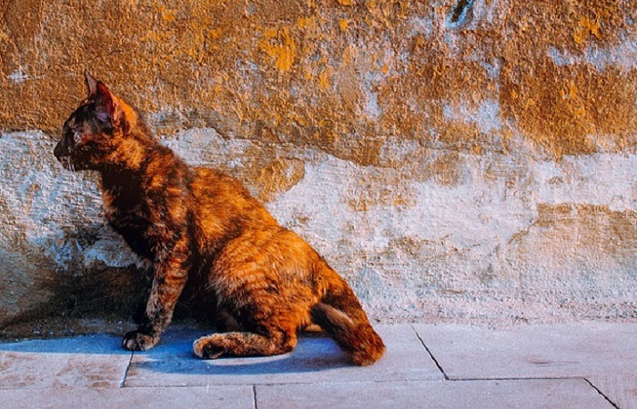 records de longévité chez le chat