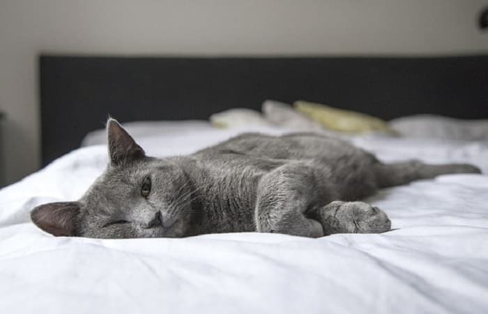 les chats aiment dormir à nos pieds