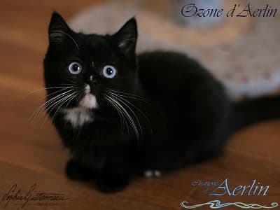 "Ozone" chaton Céleste